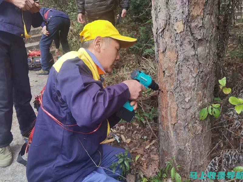 为你的网站注入活力：站长素材大全提供新鲜灵感