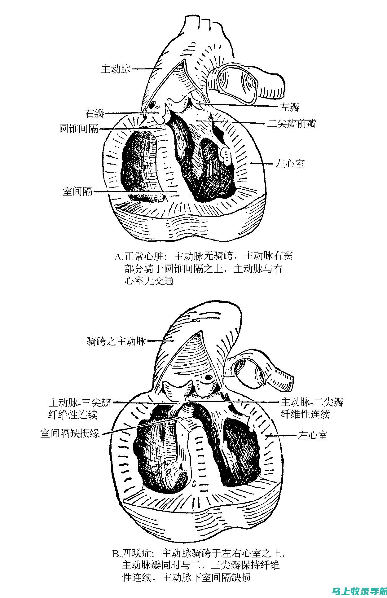 在动脉中驾驶：加油站站长对燃料行业的见解