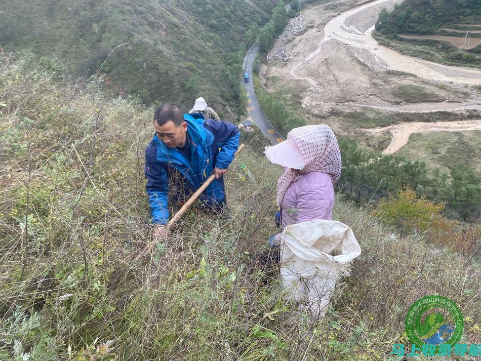 揭秘乡镇林业站长在公务员体系中的真实级别