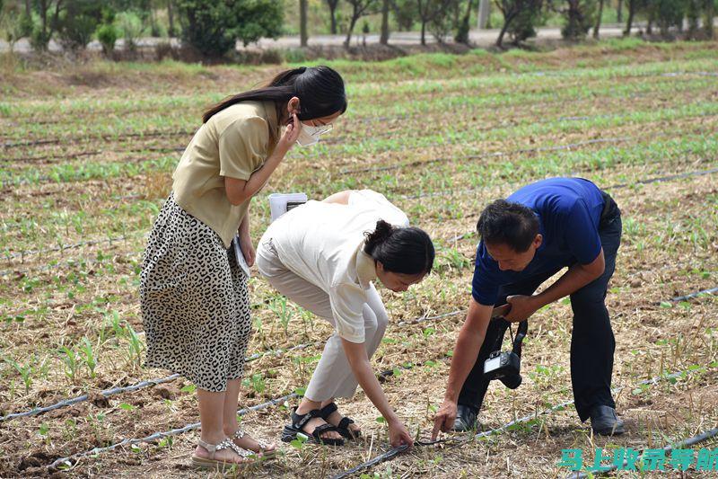 深入了解网站背景：站长之家备案查询服务，揭秘网站背后的故事