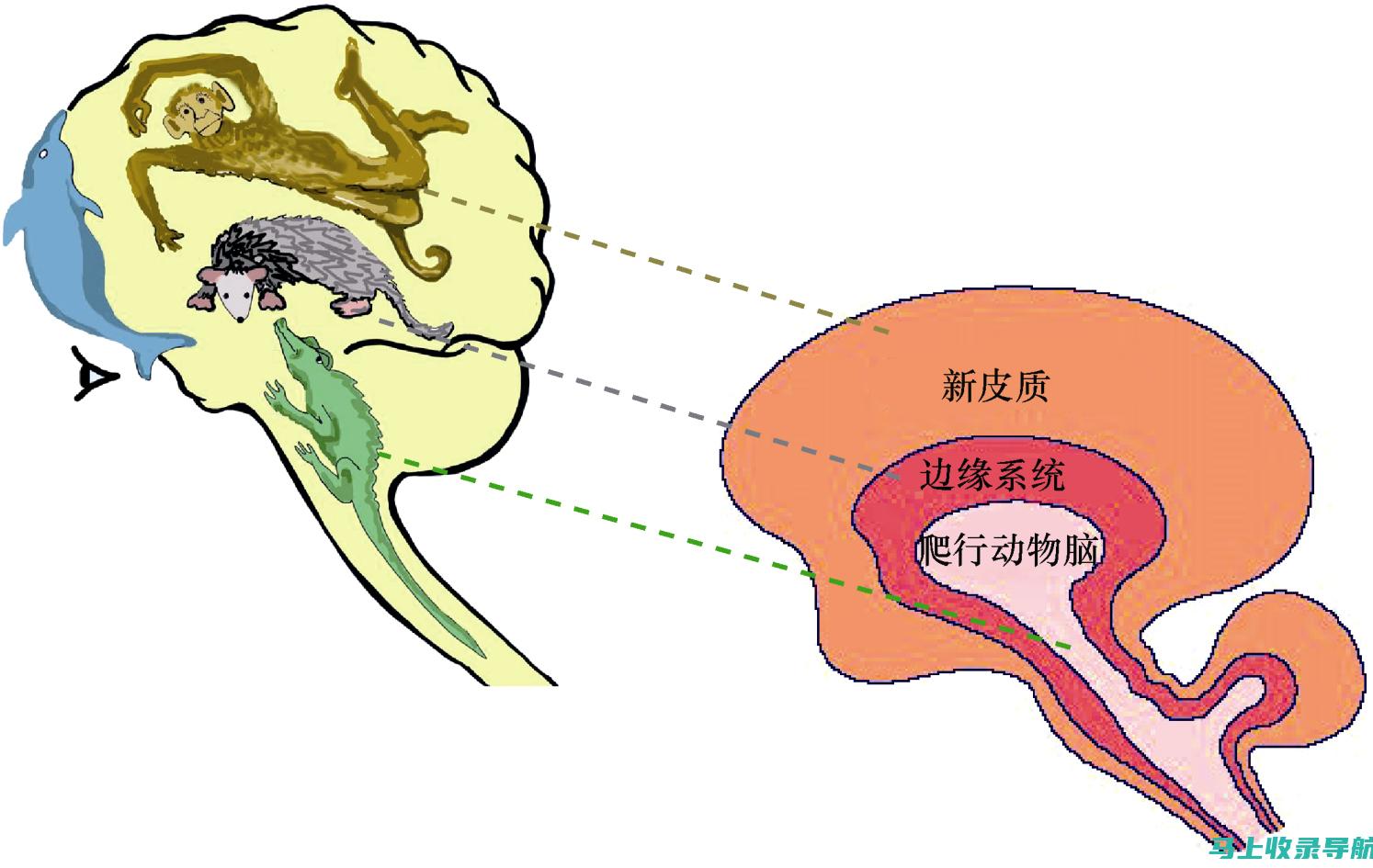 情感与智慧的融合，爱的教育开篇的启示录