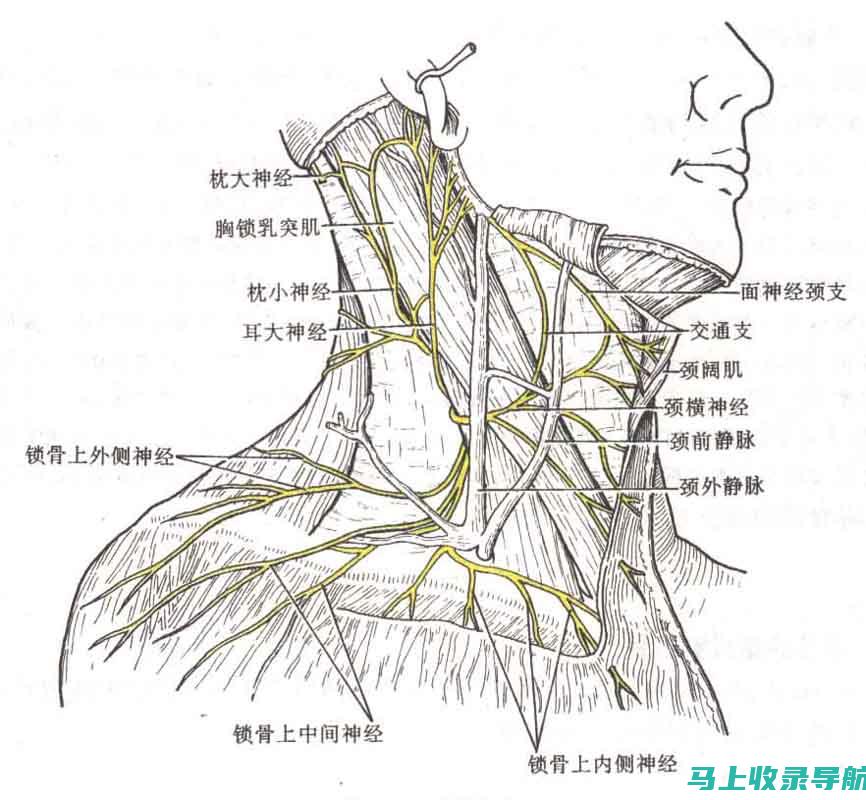 全方位解析健康助手app：为什么你应该下载它？