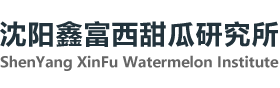 西瓜种子,新民西瓜种子哪家好,沈阳市鑫富西甜瓜研究所,鑫品甜王西瓜种子销售